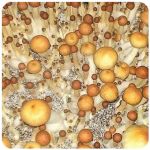 Псилоцибиновые (галлюциногенные)  грибы Psilocybin "Golden Teacher" в Красноперекопске