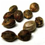 Семена марихуаны АК-47  (Seeds AK-47) в Красноперекопске